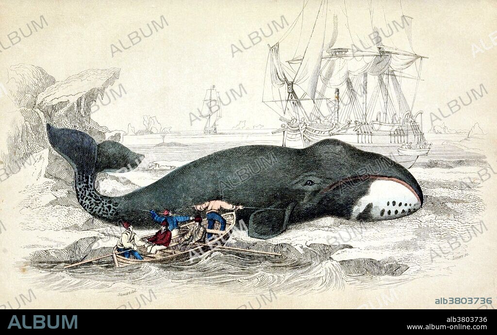 Greenland whale. The bowhead whale (Balaena mysticetus) is a species of the right whale family Balaenidae, in suborder Mysticeti and genus Balaena. A stocky dark-colored whale without a dorsal fin, it can grow to 66 feet in length and can weigh from 83 to 110 tons. It lives entirely in fertile Arctic and sub-Arctic waters, unlike other whales that migrate to feed or reproduce to low latitude waters. The bowhead was an early whaling target. Its population was severely reduced before a 1966 moratorium. The population is estimated to be over 24,900 worldwide, down from an estimated 50,000 before whaling. Whaling is the hunting of whales primarily for meat and oil. Its earliest forms date to at least 3000 BC. Various coastal communities have long histories of subsistence whaling and harvesting beached whales. Industrial whaling emerged with organized fleets in the 17th century; competitive national whaling industries in the 18th and 19th centuries; and the introduction of factory ships along with the concept of whale harvesting in the first half of the 20th century. As technology increased and demand for the resources remained, catches far exceeded the sustainable limit for whale stocks. In the late 1930s, more than 50,000 whales were killed annually and by the middle of the century whale stocks were not being replenished. In 1986, the International Whaling Commission (IWC) banned commercial whaling so that stocks might recover. Whales by Robert Hamilton, 1843.