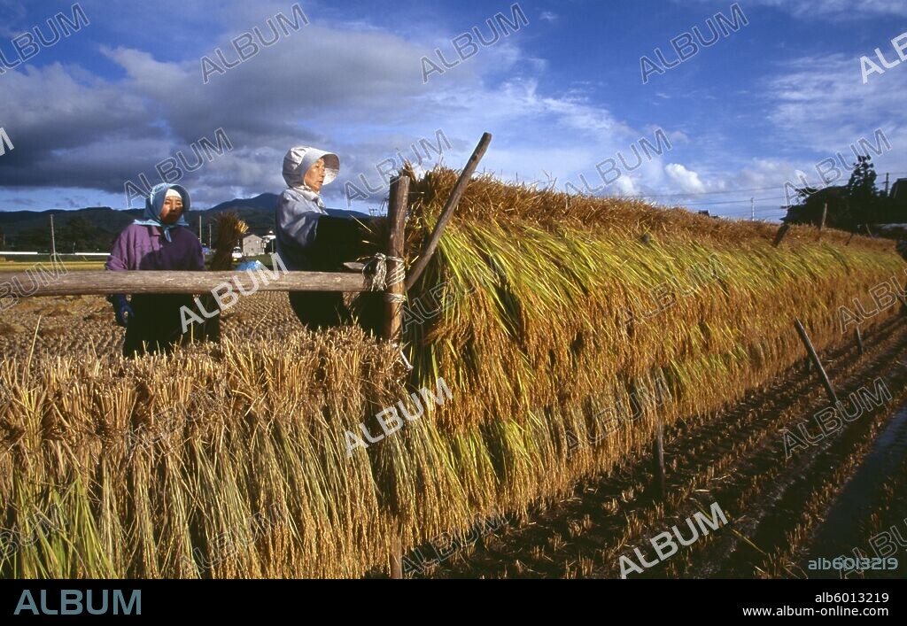 JAPAN Honshu Densho en Female farm workers hanging bales of rice on to drying racks in the field.