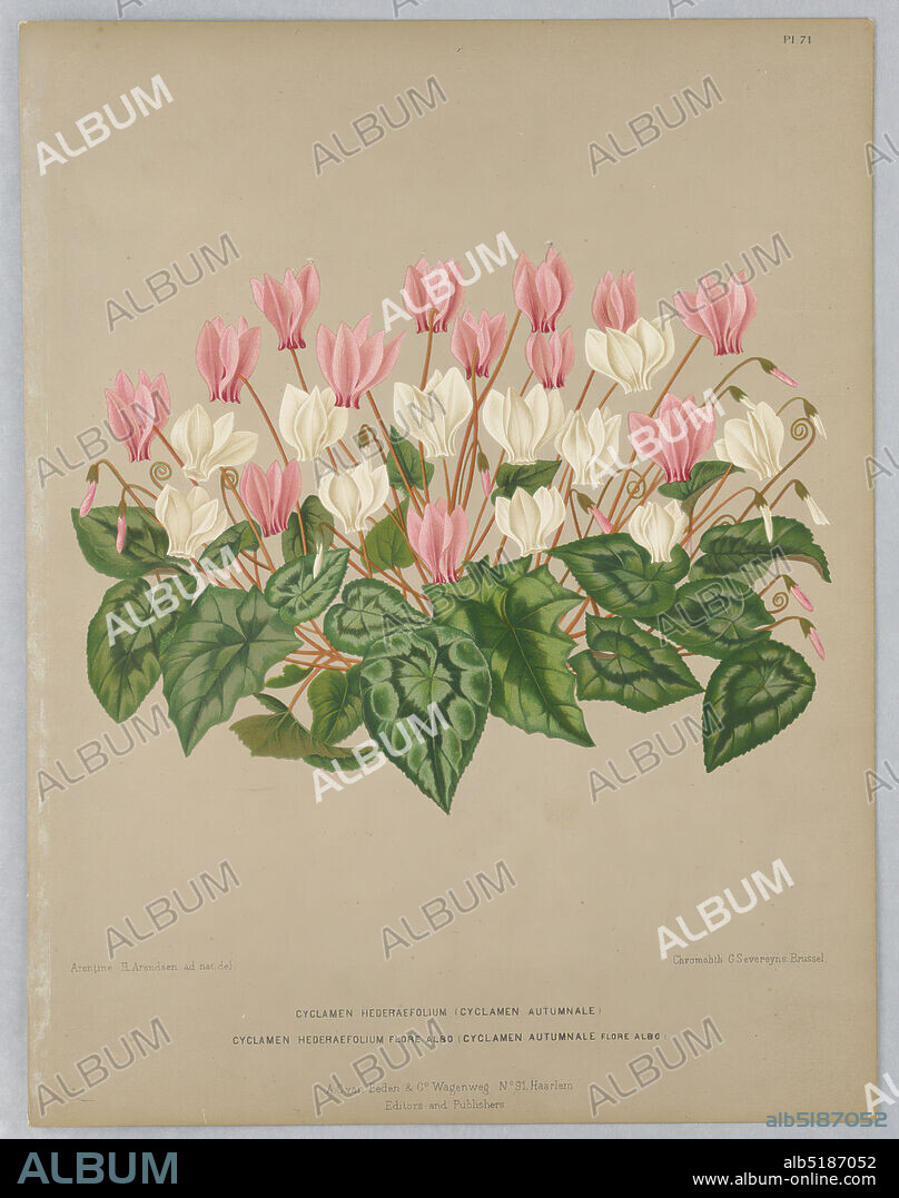 Cyclamen Hederaefolium and Cycla Hederaefolium Flore Albo, Plate 71 from A. C. Van Eeden's 'Flora of Haarlem', Arentine H. Arendsen, Dutch, 1836 - 1915, A. C. van Eeden & Co, Dutch, active 19th c., Chromolithograph on paper, Disbound color plate 'Cyclamen Hederaefolium and Cycla Hederaefolium Flore Albo' from A. C. Van Eeden's 'Flora of Haarlem.', Belgium, Netherlands, ca. 1881, Print, Print.