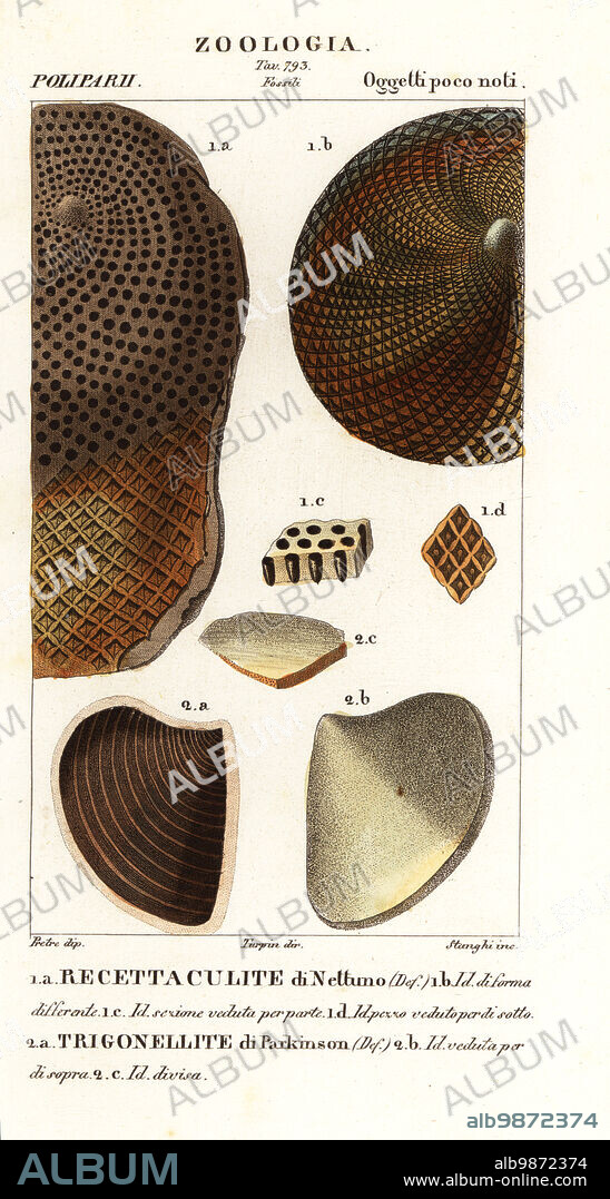 Fossils of extinct corals. Receptaculites 1, Aptychus 2. Recettaculite di Nettuno, Trigonellite di Parkinson. Handcoloured copperplate stipple engraving from Antoine Laurent de Jussieu's Dizionario delle Scienze Naturali, Dictionary of Natural Science, Florence, Italy, 1837. Illustration engraved by Stanghi, drawn by Jean Gabriel Pretre and directed by Pierre Jean-Francois Turpin, and published by Batelli e Figli. Turpin (1775-1840) is considered one of the greatest French botanical illustrators of the 19th century.