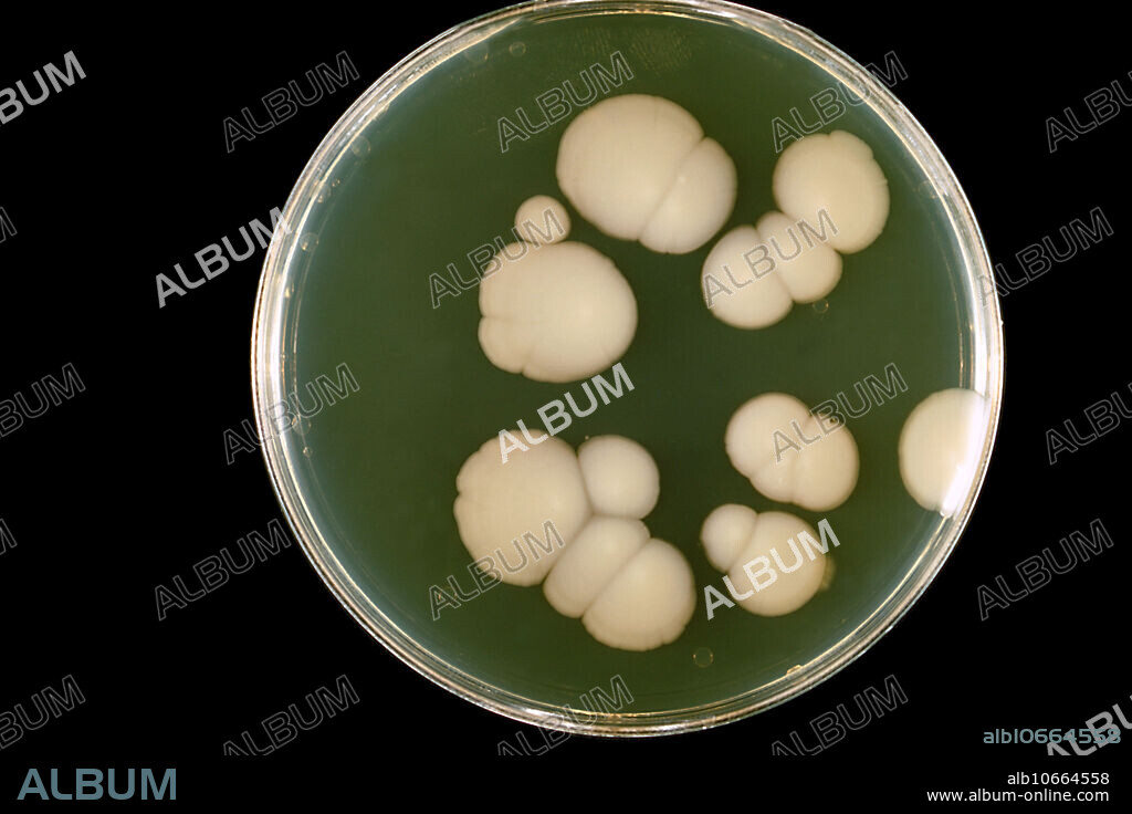 SABHI agar plate culture of the fungus Candida albicans grown at 20 C. Candida albicans lives in or on numerous parts of the body as normal flora. However, when an imbalance occurs, such as when hormonal balances change, or in patients with weakened immune systems, C. albicans can multiply, resulting in a mucosal or skin infection called Candidiasis.