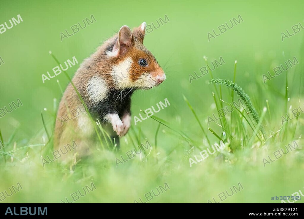 Young European hamsters (Cricetus cricetus) standing on hind legs, natural habitat, young animals, wild animals, Lower Austria, Austria
