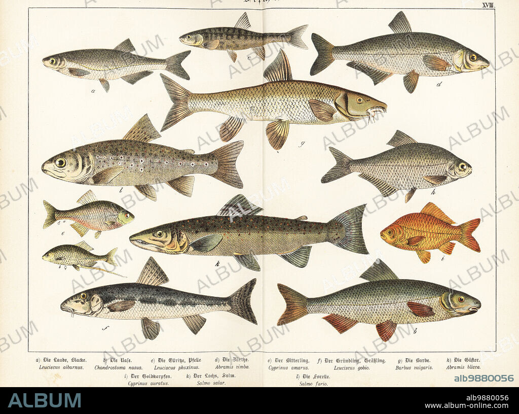 Bleak, Alburnus alburnus a, nase, Chondrostoma nasus b, minnow, Phoxinus phoxinus c, vimba bream, Vimba vimba d, bitterling, Rhodeus amarus e, gudgeon, Gobio gobio f, barbel, Barbus barbus, white bream, Blicca bjoerkna h, goldfish, Carassius auratus i, and Atlantic salmon, Salmo salar k. Chromolithograph from Gotthilf Heinrich von Schubert's Natural History of Animal Kingdoms for School and Home (Naturgeschichte des Tierreichs fur Schule und Haus), Schreiber, Munich, 1886.