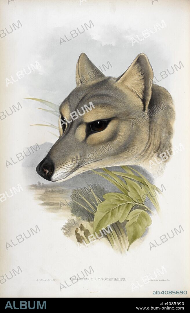 JOHN GOULD. Thylacinus Cynolephalus, Gould. Common name: Tasmanian wolf, also known as Thylacine. Extinct species. The Mammals of Australia. London, 1845-63. Source: 462*.e.4, vol.1, plate 53.