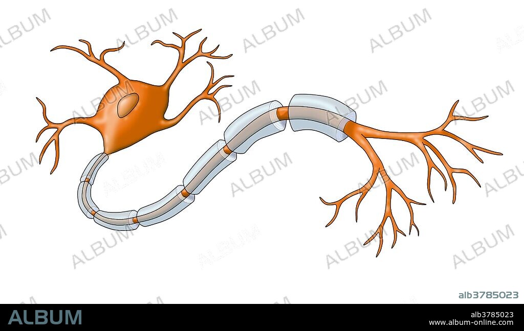 Neuron with healthy myelin sheath.