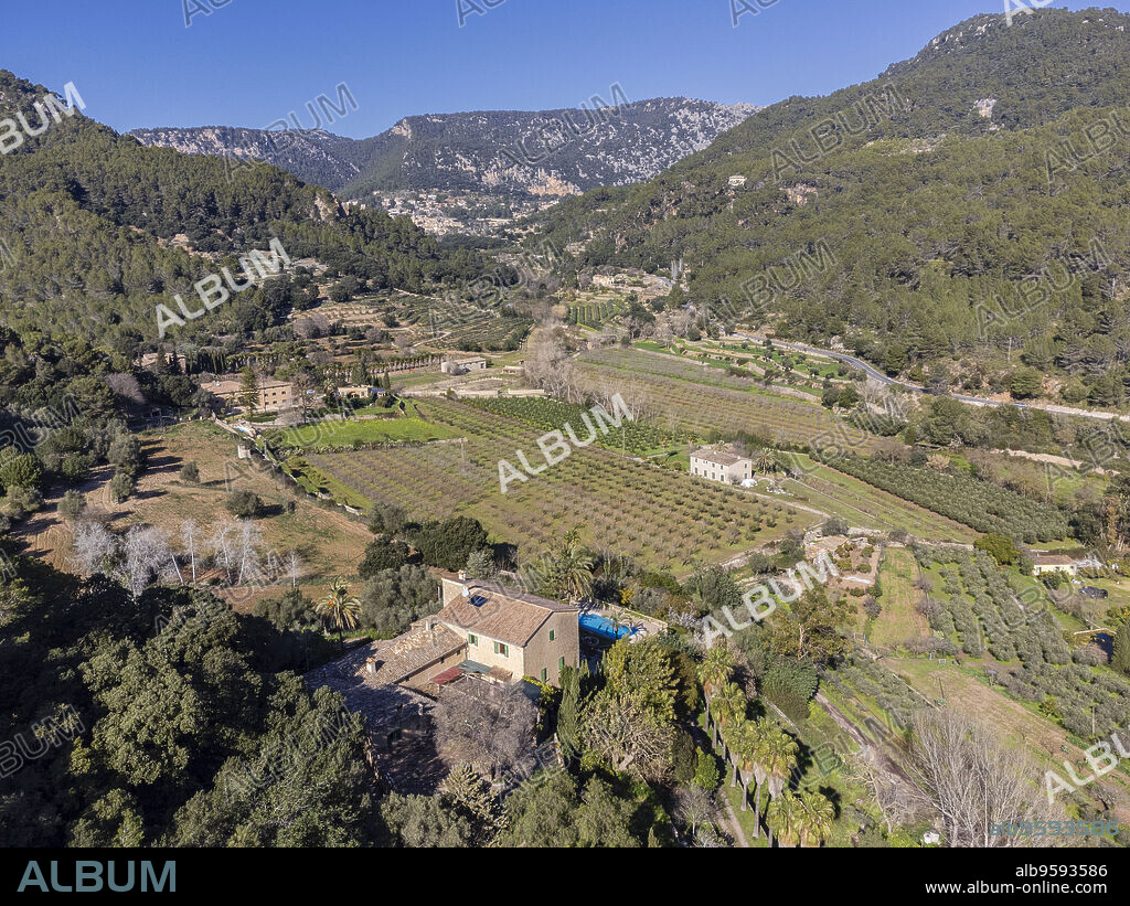 Son Brondo olive grove, typical Mallorcan variety, Valldemossa, Majorca, Balearic Islands, Spain.