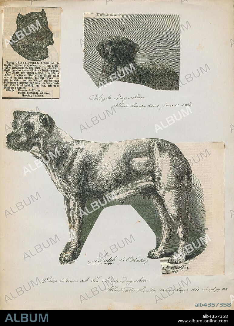 Canis lupus familiaris, Print, The domestic dog (Canis lupus familiaris when considered a subspecies of the wolf or Canis familiaris when considered a distinct species) is a member of the genus Canis (canines), which forms part of the wolf-like canids, and is the most widely abundant terrestrial carnivore. The dog and the extant gray wolf are sister taxa as modern wolves are not closely related to the wolves that were first domesticated, which implies that the direct ancestor of the dog is extinct. The dog was the first species to be domesticated and has been selectively bred over millennia for various behaviors, sensory capabilities, and physical attributes., 1700-1880.