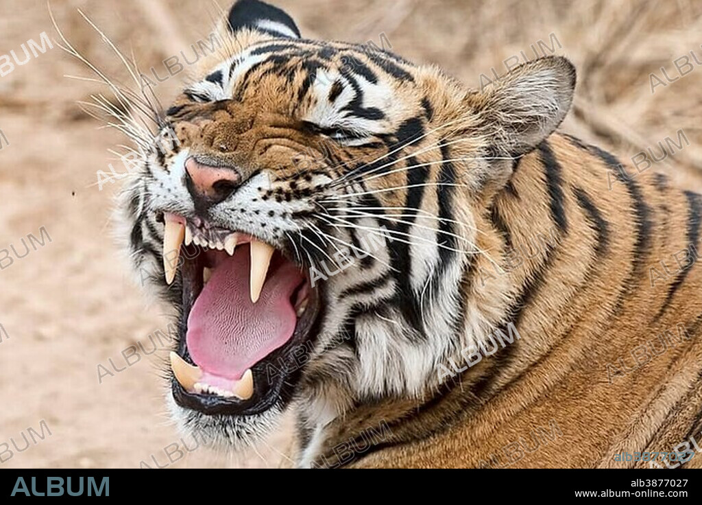 Royal Bengal tiger (Panthera tigris tigris) yawning, Ranthambore National Park, Rajasthan, India, Asia.