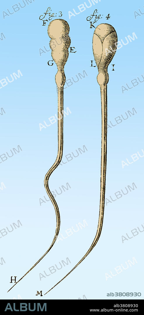 Spermatozoa, Leeuwenhoek, 1657