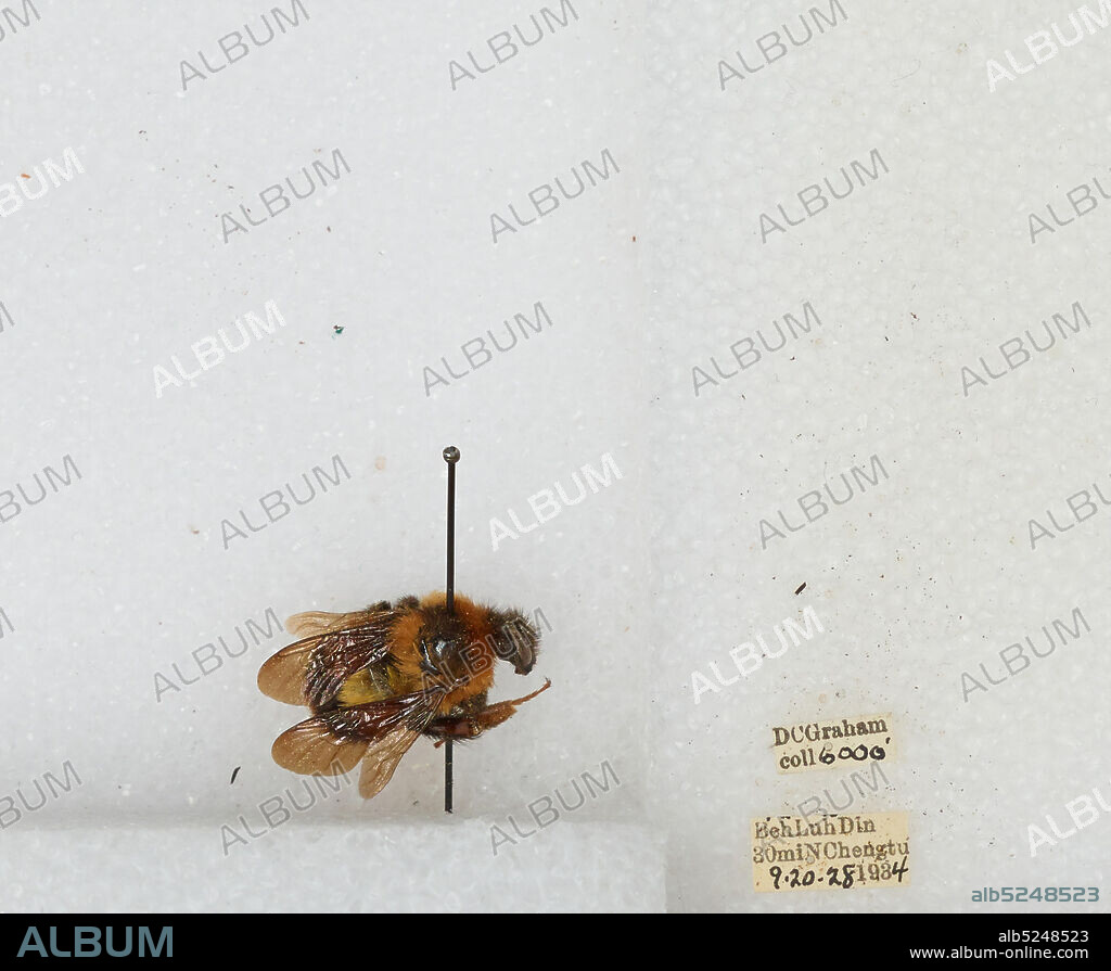 Beh Luh Din 30 miles North of Chengdu, Sichuan, China, Bombus sp., Animalia, Arthropoda, Insecta, Hymenoptera, Apidae, Apinae.