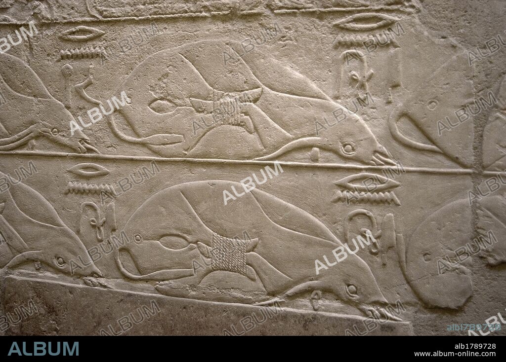 ARTE EGIPCIO. EGIPTO. MASTABA DE KAGEMNI o MENI. Tumba de un alto funcionario de la VI DINASTIA. IMPERIO ANTIGUO. Su interior se encuentra decorado con relieves menfitas. Detalle relieve con preparación de ofrendas (bueyes). NECROPOLIS DE SAKKARA.