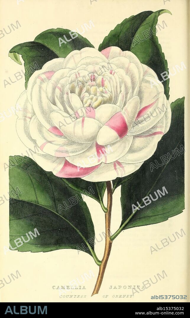 The florist and garden miscellany. London, Chapman and Hall, 1850-1851. Flower gardening, Gardening, Great Britain, Periodicals, A beautifully illustrated Camellia Japonica, specifically the variety known as 'Countess of Orkney.' The flower is depicted with lush, overlapping petals in a striking combination of white and soft pink, showcasing its exquisite form. Surrounding the flower are dark green, glossy leaves that enhance the vibrancy of the bloom. The intricate details highlight the texture of the petals and the natural beauty of the plant, inviting admiration for its elegance and delicate charm.