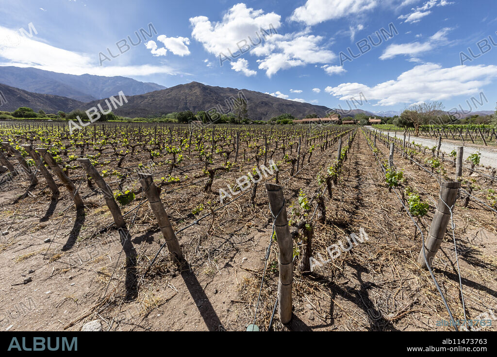Estancia Colome, vineyards located in the high Calchaqui valley at 2300 meters above sea level, Salta Province, Argentina, South America.