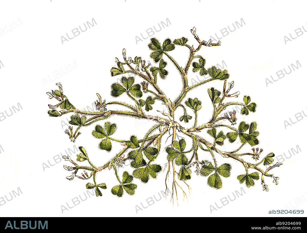 Bodenfrüchtiger Klee, Trifolium subterraneum / Trifolium subterraneum, the subterranean clover, often shortened to sub clover, subterranean trefoil, historical, digital improved reproduction of an original from the 19th century / digital restaurierte Reproduktion einer Originalvorlage aus dem 19. Jahrhundert, genaues Originaldatum nicht bekannt.