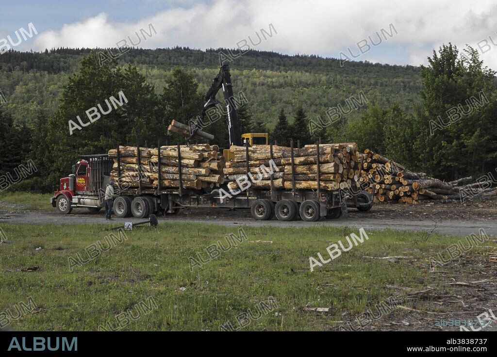 Logs cut and ready to go to the mill in a heavily managed forest in Maine in June. USA.