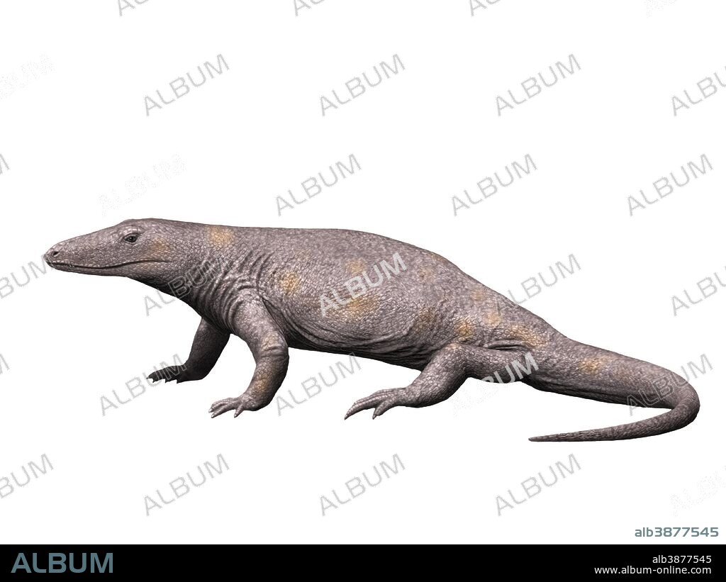 Varanosaurus acutirostris is an extinct synapsid from the Early Permian of Texas.
