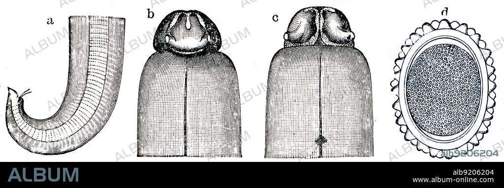 Ascaris lumbricoides, a- rear end of the male; b - anterior end from the back; c - anterior end in ventral view; d - egg with shell - illustration to the article 'Worms', encyclopedia 'Education', Russia, 1896.