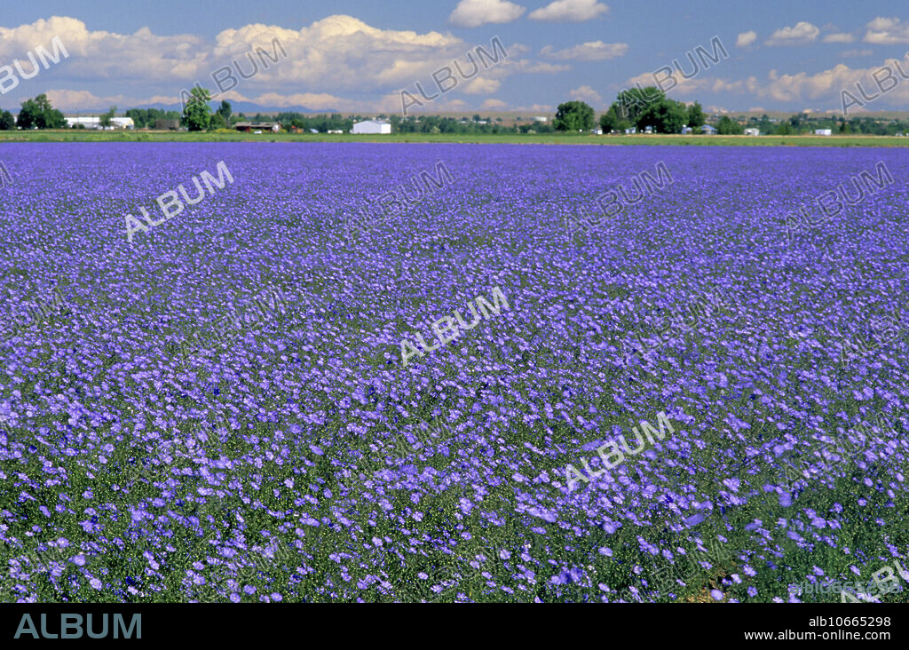 Blue flax seed crop in Idaho.