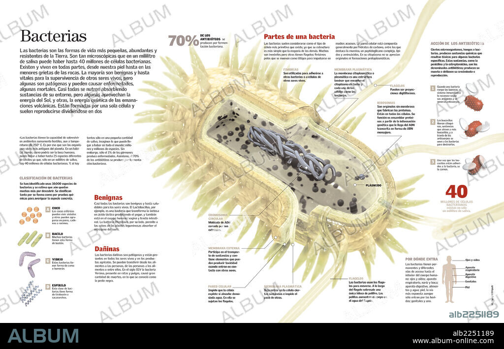 Bacteria. Infografía de las partes de la bacteria, su clasificación y funciones.