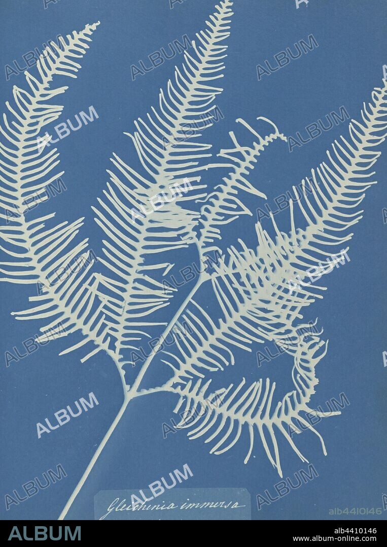 Gleichenia immersa, Jamaica, Anna Atkins (British, 1799 - 1871), and Anne Dixon (British, 1799 - 1877), England, 1853, Cyanotype, 25.4 × 19.4 cm (10 × 7 5/8 in.).