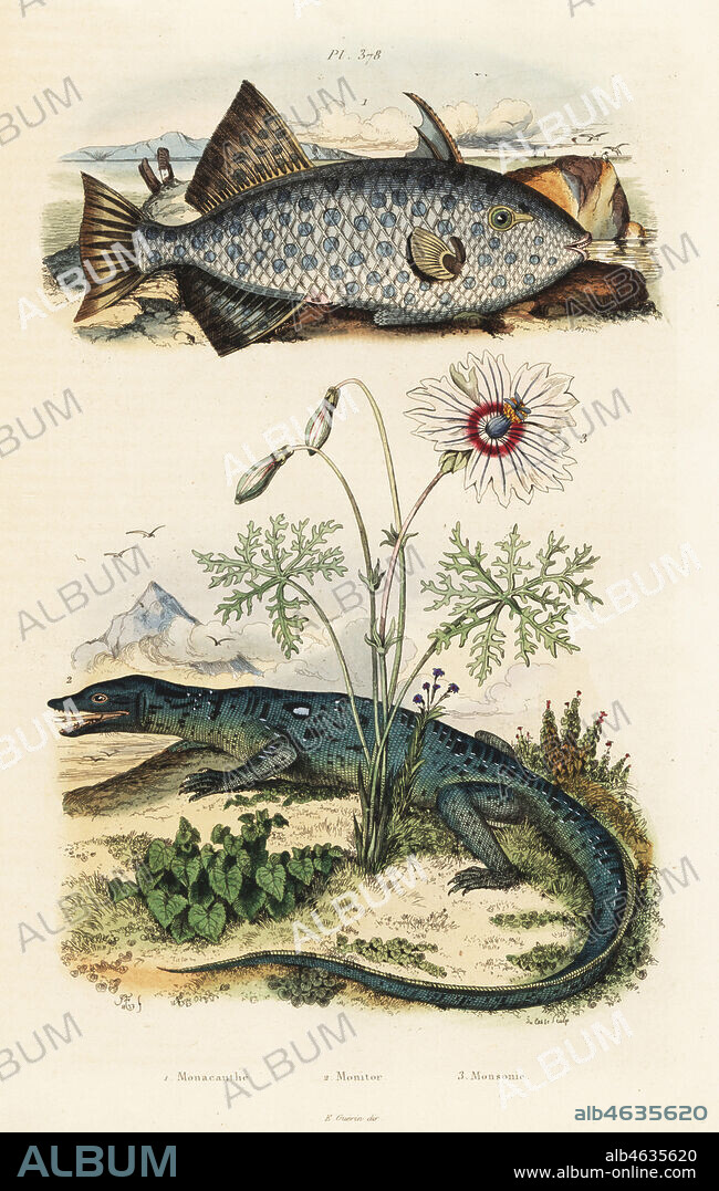 Fan-bellied leatherjacket, Monacanthus chinensis 1, Nile monitor, Varanus niloticus 2, and butterfly flower, Monsonia speciosa 3. Monacathe, Monitor, Monsonie. Handcoloured steel engraving by du Casse after an illustration by Adolph Fries from Felix-Edouard Guerin-Meneville's Dictionnaire Pittoresque d'Histoire Naturelle (Picturesque Dictionary of Natural History), Paris, 1834-39.