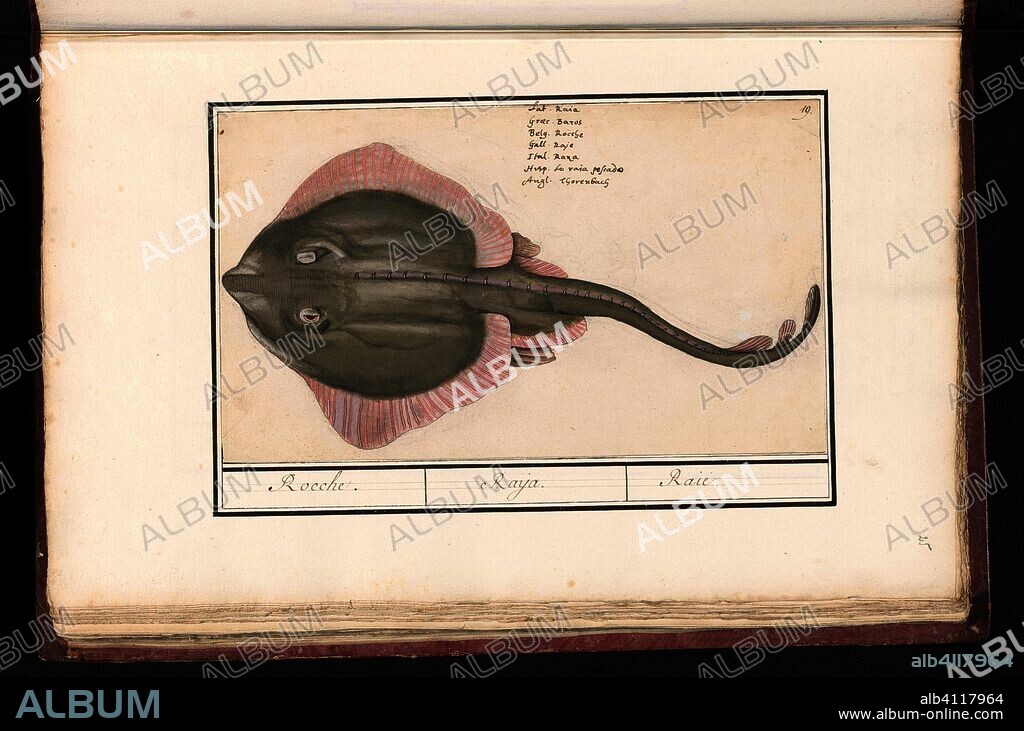 ANSELMUS BOËTIUS DE BOODT. Rog (Batoidea of Rajomorphii). Rocche. / Raya. / Raie. (title on object). Draughtsman: Anselmus Boëtius de Boodt. Draughtsman: Elias Verhulst. Dating: 1596 - 1610. Place: Praag. Measurements: h 164 mm × w 282 mm.