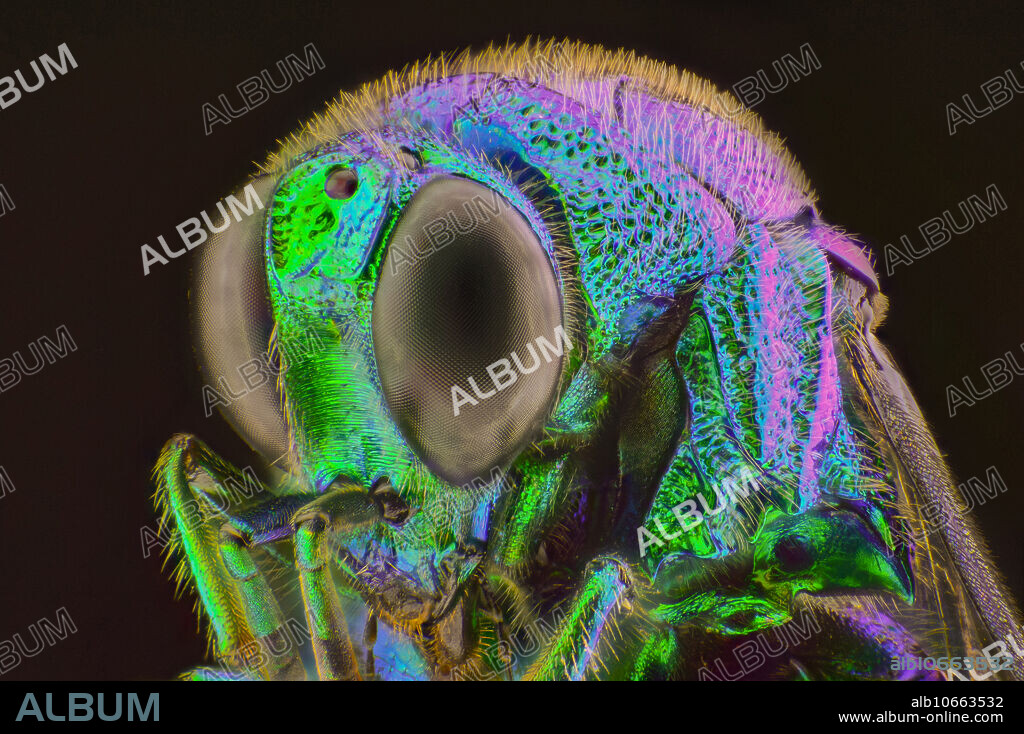 Cuckoo wasp is a kleptoparasitic wasp with brilliant colors between blue, green, or purple metallic. That brilliant colors are not pigments, but created by structural coloration. The space between thin layers on the exoskeleton are refracting and reflecting light. Resulting different color appear at different angles.