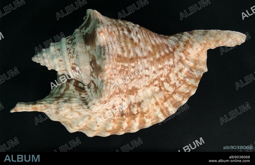 Lobatus gallus, previously known as Strombus gallus, common name the rooster conch or rooster-tail conch,[1] is a species of medium-sized sea snail, a marine gastropod mollusk in the family Strombidae, the true conchs.