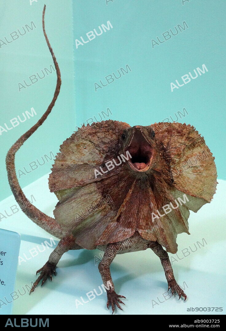 Stuffed frilled lizard (Chlamydosaurus kingii) from Australia.