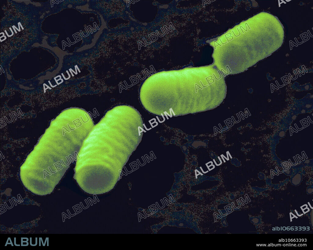Scanning electron micrograph (SEM) of Lactobacillus curvatus. Lactobacillus curvatus, a member of the lactic acid bacteria family, used in sausage fermentations, produces a bacteriocin called curvatin A.