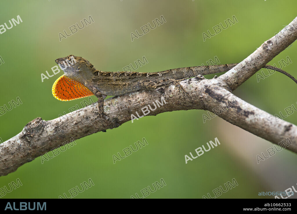 Cuban Anole (Anolis sagrei) displaying his fancy dewlap, in Texas.