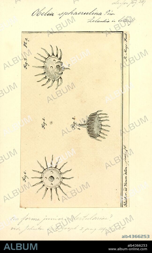 Obelia sphaerulina, Print, Obelia is a genus of hydrozoans, which consists mainly of marine and some freshwater animal species and have both the polyp and medusa stages in their life cycle. The genus belongs to the phylum Cnidaria, which are all aquatic and mainly marine organisms that are relatively simple in structure. It is also called sea fur.