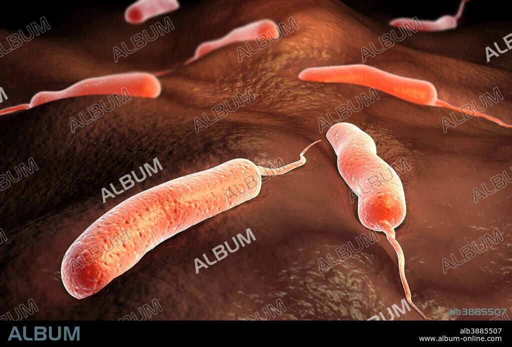 Conceptual image of vibrio cholerae causing cholera.