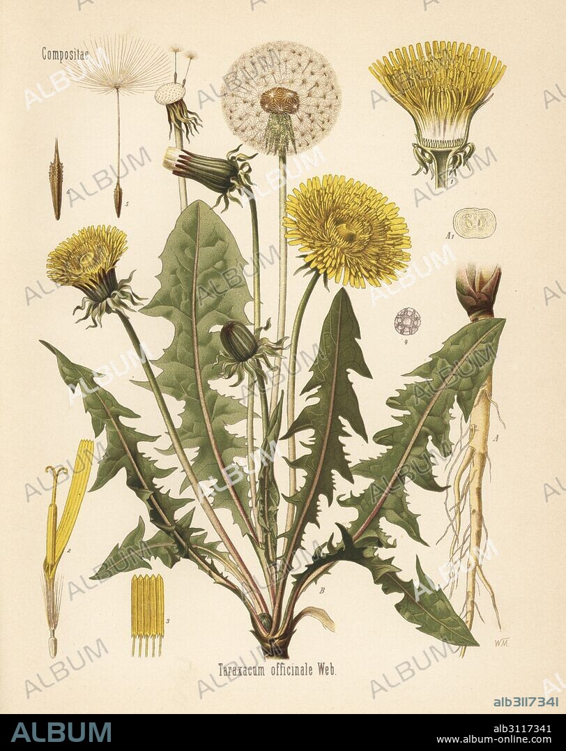 Common dandelion, Taraxacum campylodes (Taraxacum officinale). Chromolithograph after a botanical illustration by Walther Muller from Hermann Adolph Koehler's Medicinal Plants, edited by Gustav Pabst, Koehler, Germany, 1887.