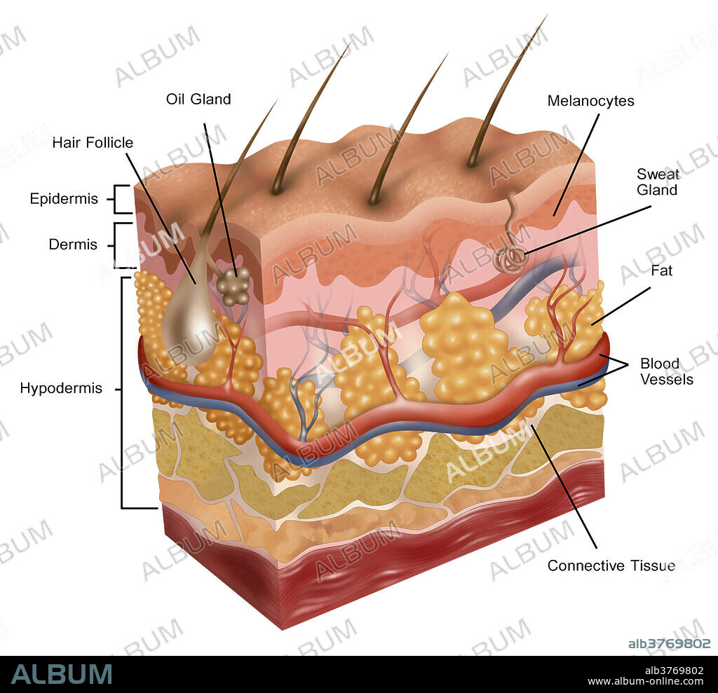 Illustration of human skin. This illustration depicts a cross-section, revealing the layers of cells and glands beneath the surface of the skin.