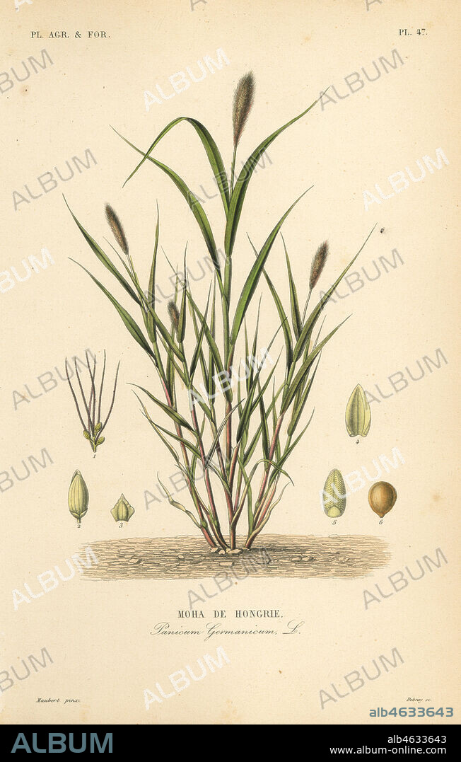 Foxtail millet or Italian millet, Setaria italica, Panicum germanicum, Moha de Hongrie. Handcoloured steel engraving by Debray after a botanical illustration by Edouard Maubert from Pierre Oscar Reveil, A. Dupuis, Fr. Gerard and Francois Herincqs La Regne Vegetal: Planets Agricoles et Forestieres, L. Guerin, Paris, 1864-1871.