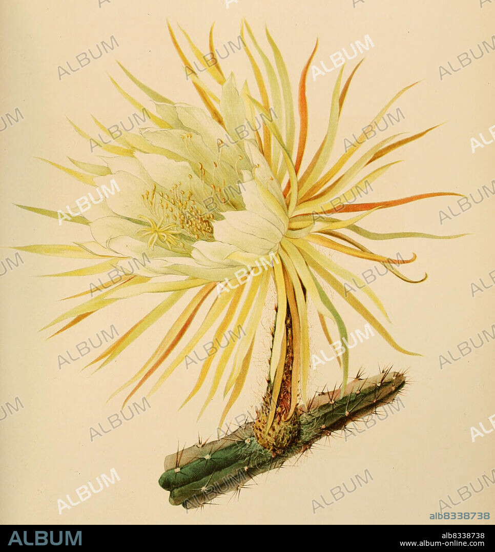 Selenicereus coniflorus, Kaktus, Kakteen, aus The Cactaceae, descriptions and illustrations, N.L. Britton and J.N. Rose, 1919-1923, Historisch, historical, digital improved reproduction of an original from the 19th century / digital restaurierte Reproduktion einer Originalvorlage aus dem 20. Jahrhundert, genaues Originaldatum nicht bekannt.