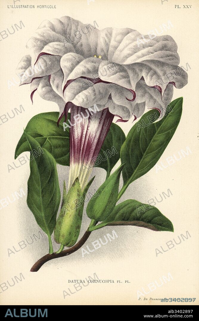 Devil's trumpet or metel, Datura metel (Datura cornucopia). Drawn and chromolithographed by Pieter de Pannemaeker from Jean Linden's l'Illustration Horticole, Brussels, 1895.