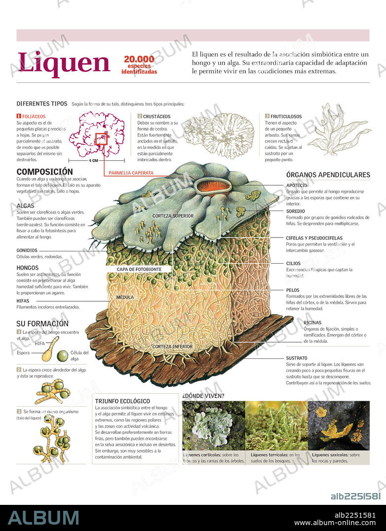 Lichen. Infographics of the classification of lichens, its composition, formation and habitat.