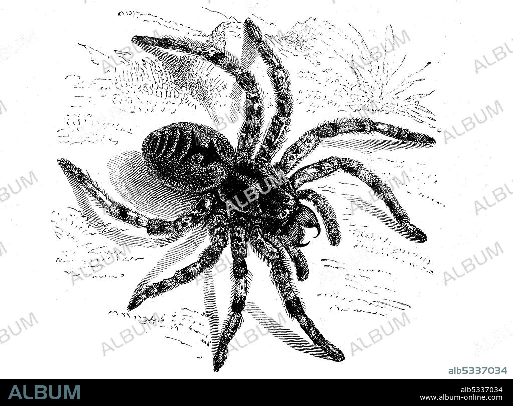 Lycosa tarantula, the tarantula, illustration from 1890  /  Apulische Tarantel, Lycosa tarantula, Syn.: Lycosa tarentula, eine Art der Echten Webspinnen, Illustration aus 1880, Historisch, historical, digital improved reproduction of an original from the 19th century / digitale Reproduktion einer Originalvorlage aus dem 19. Jahrhundert.