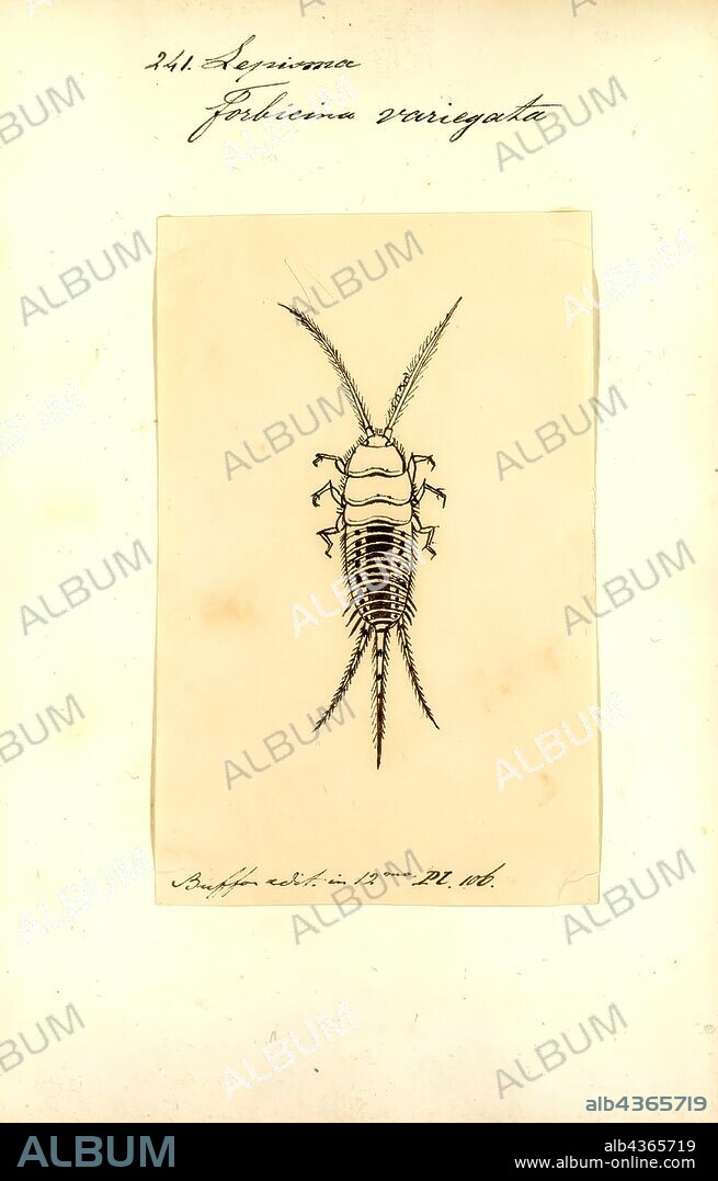 Lepisma, Print, Lepisma is a genus of primitive insects belonging to the family Lepismatidae. The most familiar member of the genus is the silverfish (L. saccharina), a commensal of humans worldwide. Lepisma are known to have metabolisms that allow them to go long periods of time without food. Their metabolic rates are very similar to those of the Firebrat. Lepisma have a slightly higher metabolic rate at lower temperatures (10-20 degrees Celsius) and Firebrats have a slightly higher metabolic rate at higher temperatures (30-40 degrees Celsius).