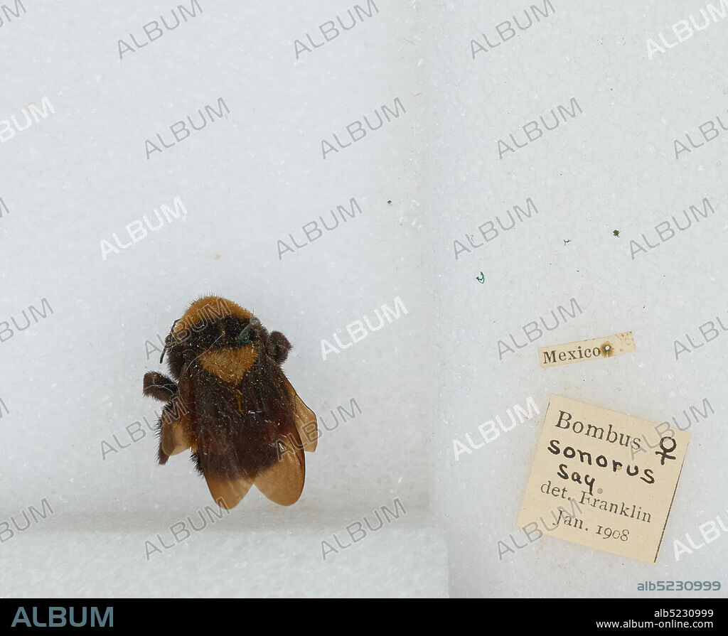 Mexico, Bombus (Fervidobombus) sonorus Say, Animalia, Arthropoda, Insecta, Hymenoptera, Apidae, Apinae.