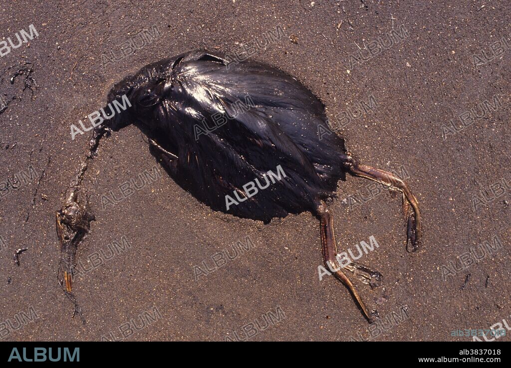 Bird's Death by Pollution