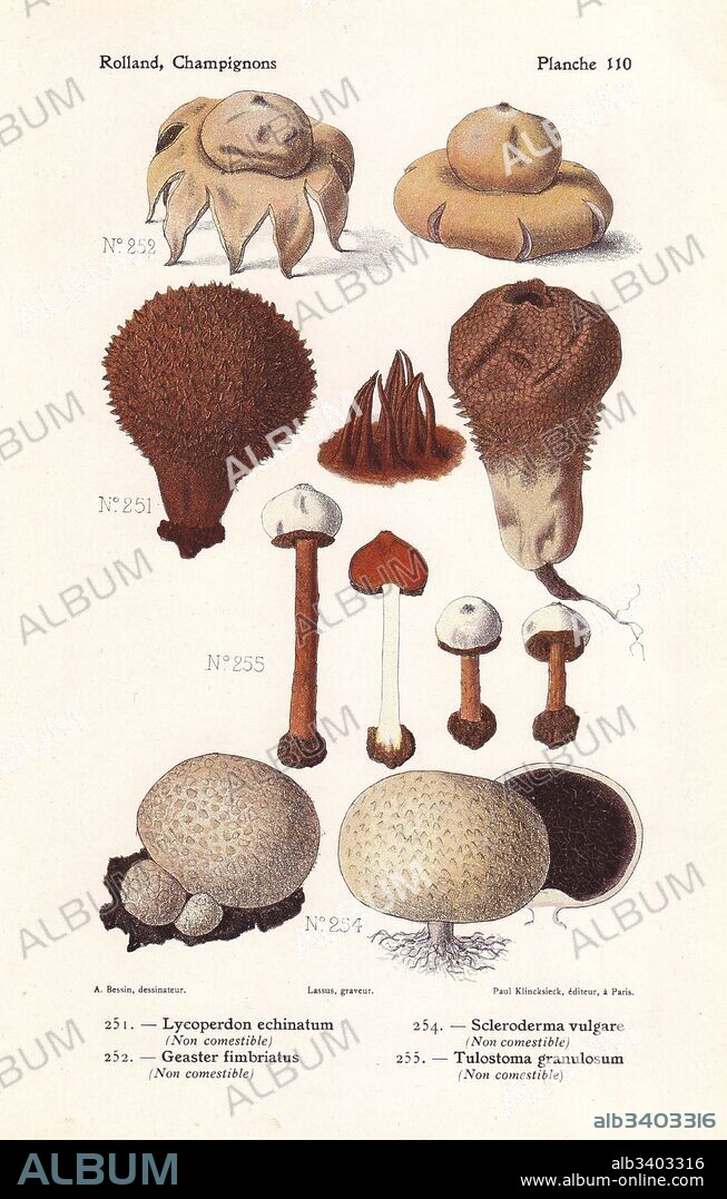 Spiny puffball, Lycoperdon echinatum, earthball, Scleroderma citrinum (Scleroderma vulgare), fringed earthstar, Geaster fimbriatus and Tulostoma fimbriatum (Tulostoma granulosum). Chromolithograph by Lassus after an illustration by A. Bessin from Leon Rolland's Guide to Mushrooms from France, Switzerland and Belgium, Atlas des Champignons, Paul Klincksieck, Paris, 1910.