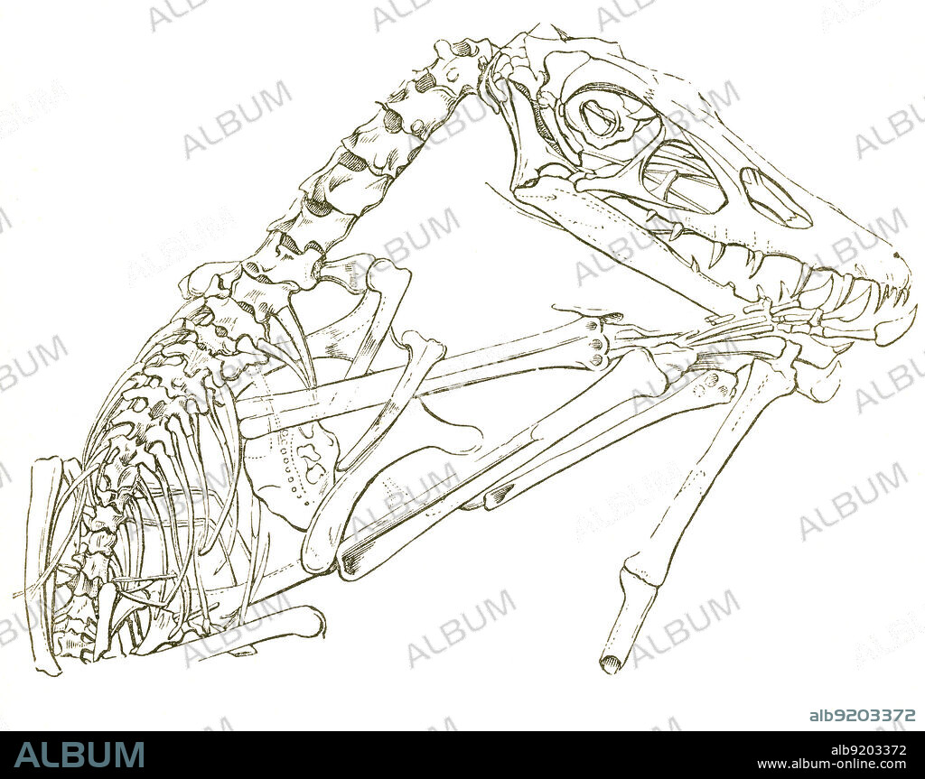Illustration of a pterodactyl fossil (Pterodactylus crassirostris), from Louis Figuier's The World Before the Deluge, 1867 American edition. Figuier describes pterodactyls as "half-vampire, half-woodcock, with crocodile's teeth." This fossil was discovered in Germany's Solenhofen limestones.