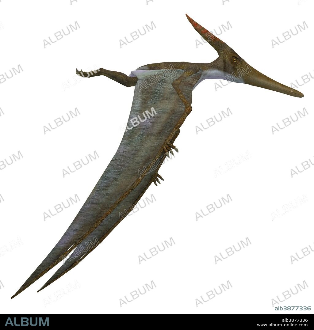 Pteranodon flying reptile, side view. Pteranodon was a flying carnivorous reptile that lived in North America during the Cretaceous Period.