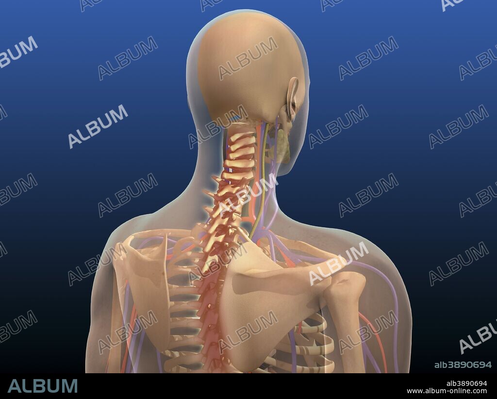 Rear view of human body showing spinal cord and scapula.