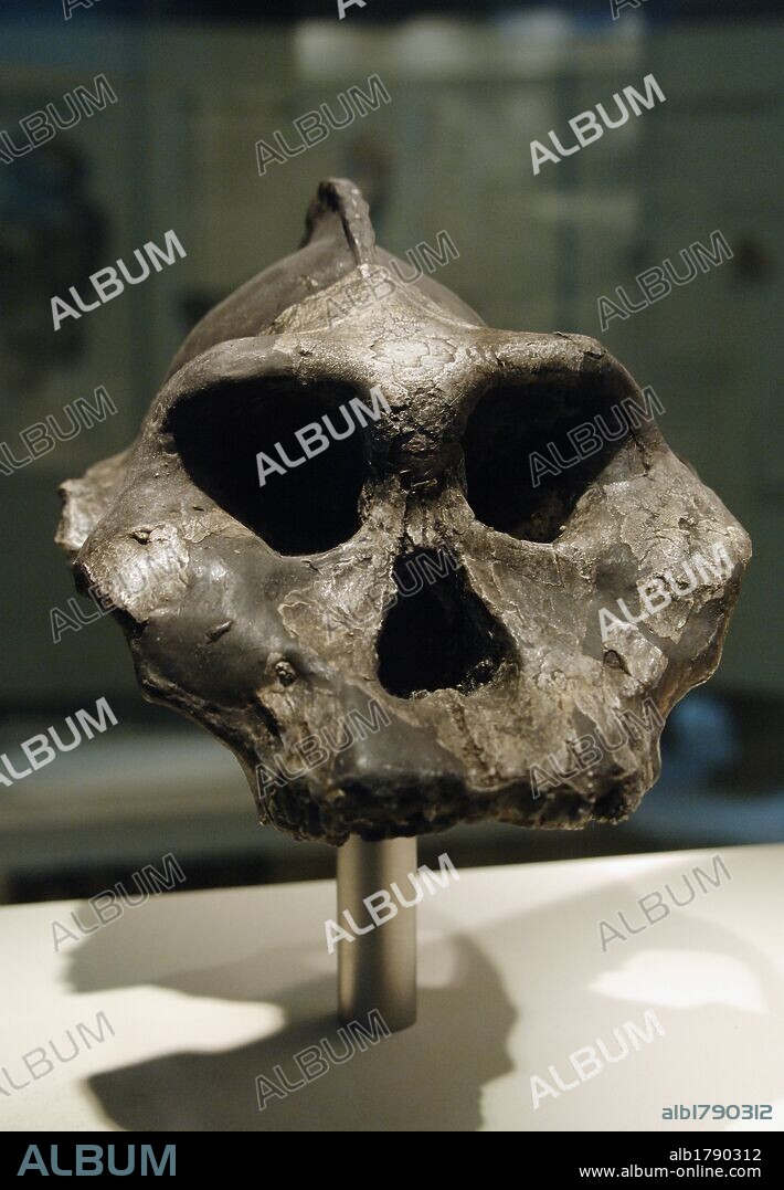 ARTE PREHISTORICO. PLIOCENO. Cráneo de PARANTROPO AETHIOPICUS con prominente cresta sagital. Localizado en Lomekwi, Kenya. Museo de Historia Natural. Londres. Inglaterra. Reino Unido.