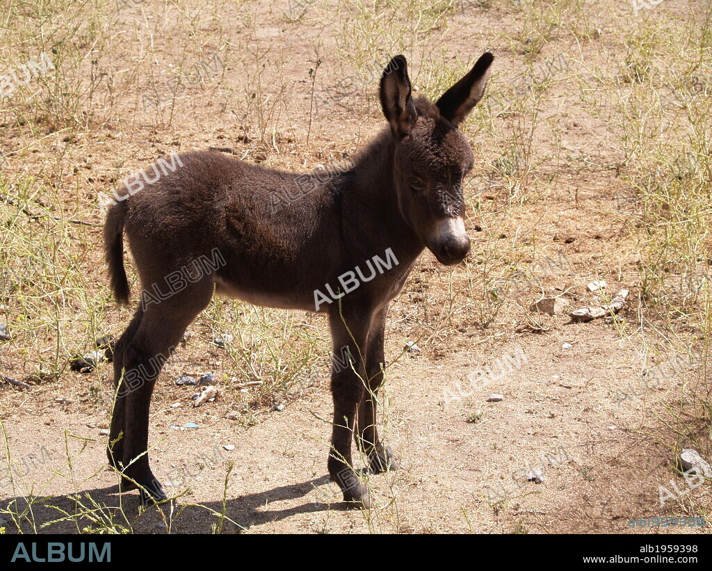 ASNO DOMESTICO (Equus asinus). Mamífero perisodáctilo de la familia de los équidos. Ejemplar de una cria.