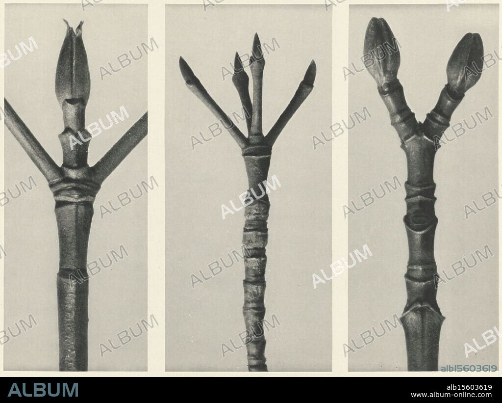 Plant study, Urformen der Kunst (series title), facher Vergrößerung. From a loose-leaf edition., photograph, Karl Blossfeldt, Karl Nierendorf, publisher: Ernst Wasmuth, Berlin, 1928, paper, height, 312 mm × width, 242 mm.